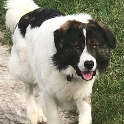 Auslandstierschutz-Beitrag-Bild