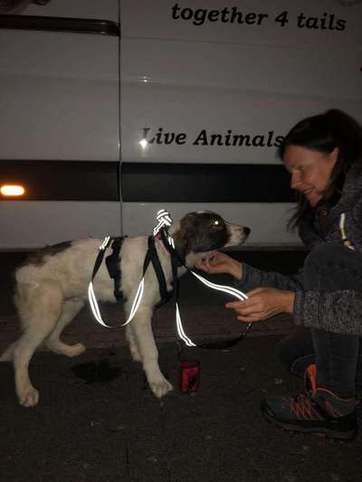 Auslandstierschutz-Beitrag-Bild