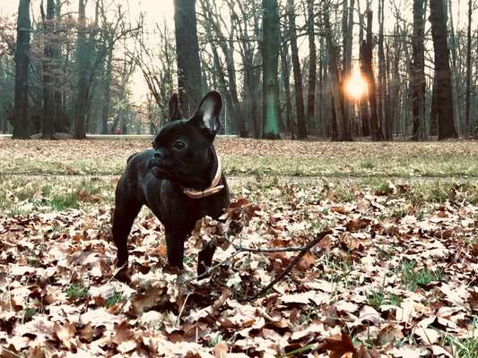 Französische Bulldoggen-Beitrag-Bild