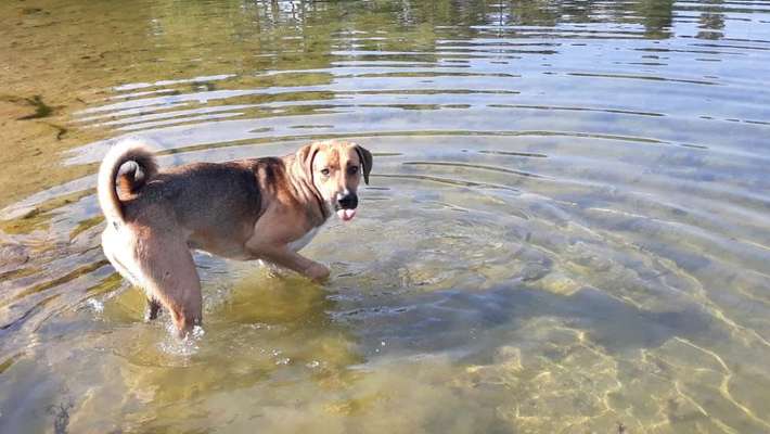 Dogorama-Monats-Challenge-Mai "Wasser"-Beitrag-Bild