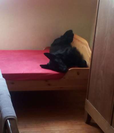 Zeige das lustigste Bild eures Hundis-Beitrag-Bild