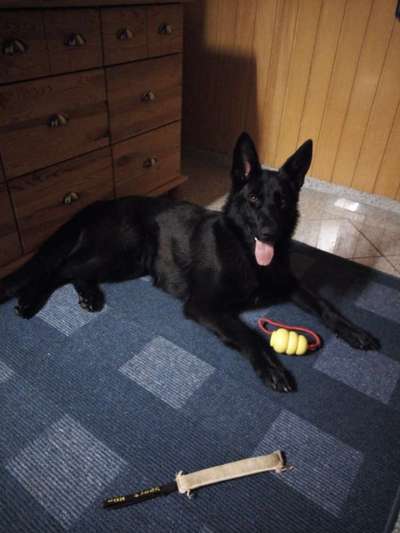 Deutsche Schäferhunde, Belgische Schäferhunde.-Beitrag-Bild