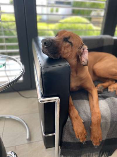 Rhodesian Ridgeback-Beitrag-Bild