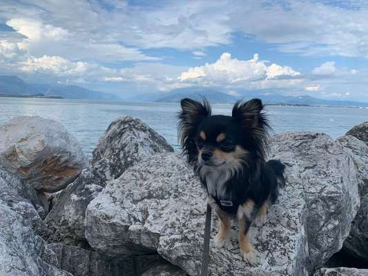 Dein Hund im Dogorama-Kalender 2021-Beitrag-Bild