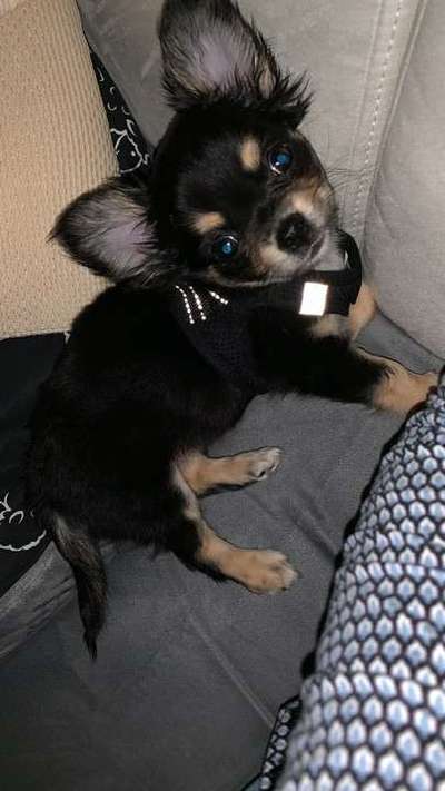 Welpen Bilder !-Beitrag-Bild