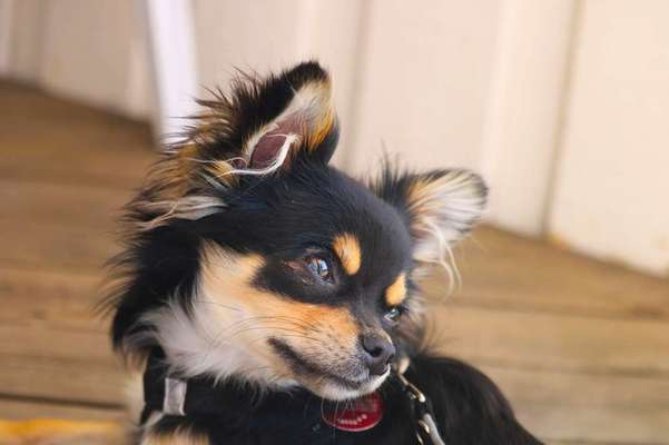 Dein Hund im Dogorama-Kalender 2021-Beitrag-Bild