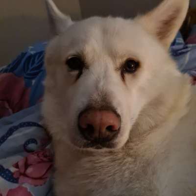 Dogorama Photo Challenge - Hundeblick zum hinschmelzen-Beitrag-Bild