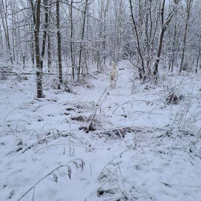 Dogorama Photo Challenge - Hundeblick zum hinschmelzen-Beitrag-Bild