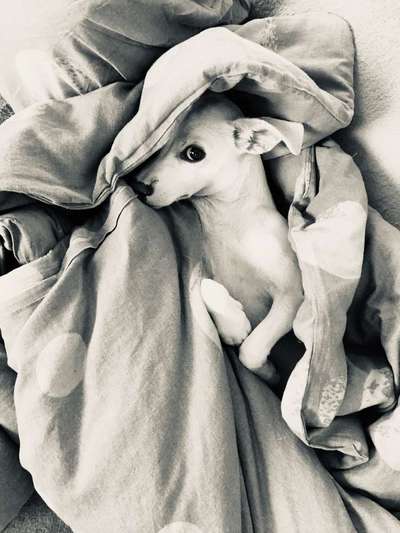 Mischlinge - die beste Rasse die es gibt-Beitrag-Bild