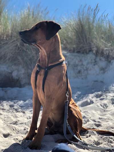 Rhodesian Ridgeback-Beitrag-Bild