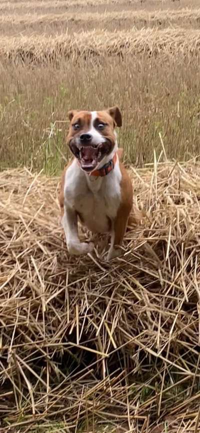 Zeigt eure verrücktesten Hundebilder-Beitrag-Bild