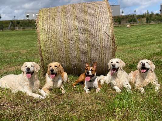 Die Dogorama Kalender Challenge Titelbild-Beitrag-Bild