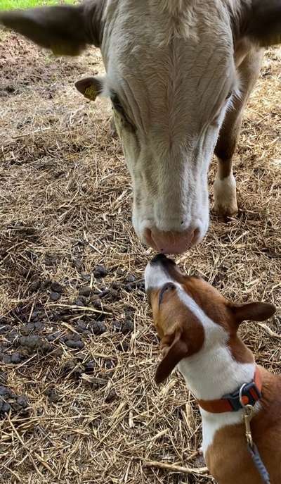 Fotochallenge Nr. 51 "Euer Hund mit anderen Tieren"-Beitrag-Bild
