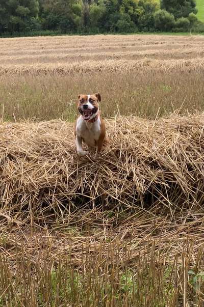 Zeigt eure verrücktesten Hundebilder-Beitrag-Bild