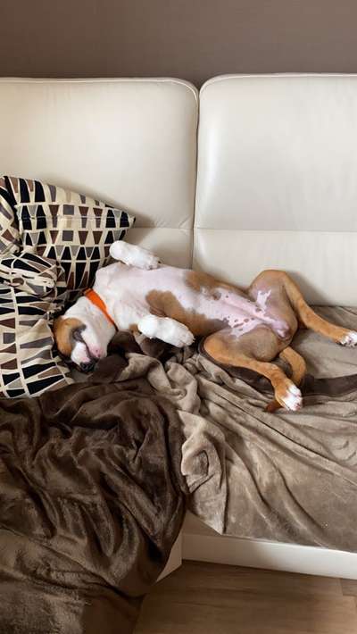 Zeigt mir die lustigsten Schlafpositionen eurer Fellnasen-Beitrag-Bild