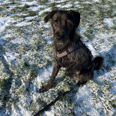 Hundetreffen-Sozial Walkies :)-Bild