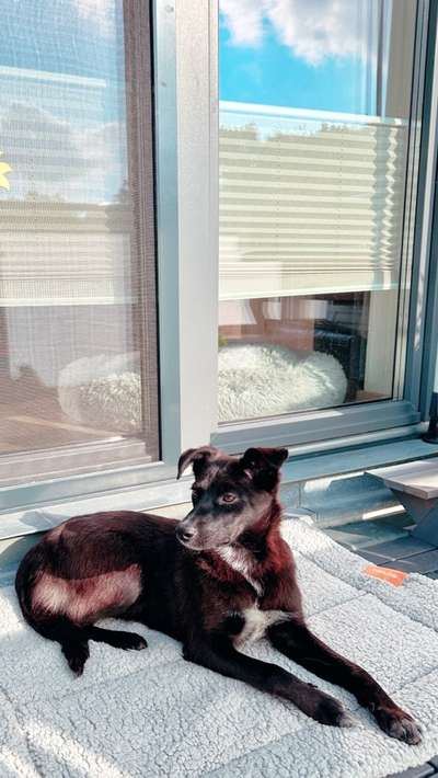 Auslandstierschutz-Beitrag-Bild