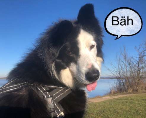 Hund"kreativ" in Szene gesetzt, Fotobomb u.a.-Beitrag-Bild