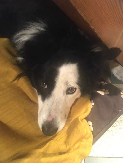 Postet das beste Foto von euren 4 beinern-Beitrag-Bild