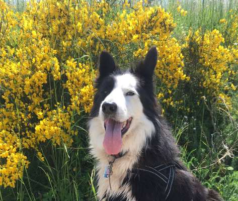 Hund"kreativ" in Szene gesetzt, Fotobomb u.a.-Beitrag-Bild
