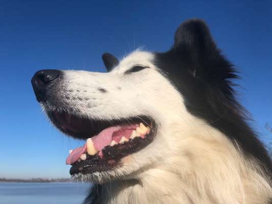 Zeigt mir eure Schäferhund Mischlinge :-)-Beitrag-Bild