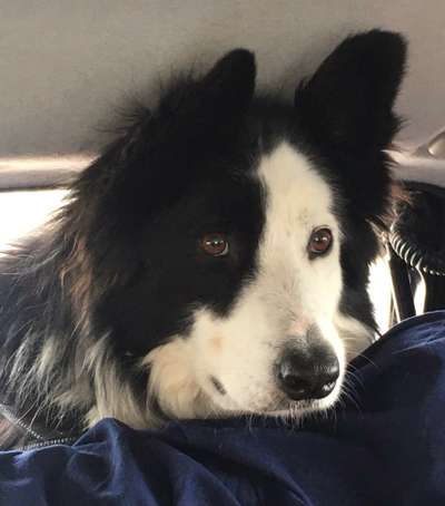 FOTOCHALLENGE 70 - Dein Hund im Auto-Beitrag-Bild