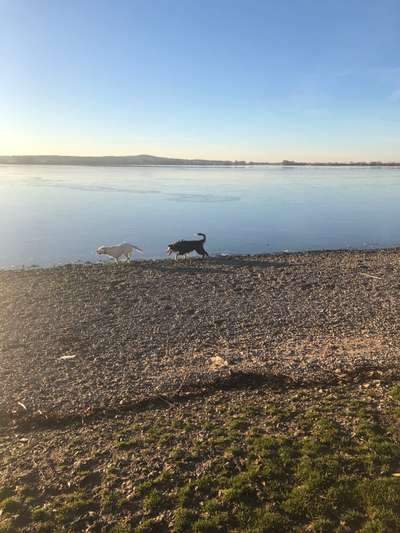 Hundeauslaufgebiet-Hundestrand und Hundeplatz am Altmühlsee bei Schlungenhof-Bild