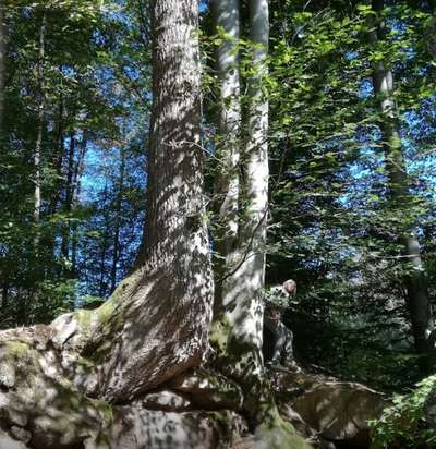 Hundeauslaufgebiet-Von Spalt durch die Massendorfer Schlucht-Bild