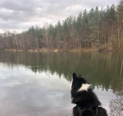 Hundeauslaufgebiet-Petersgmünder Weiher-Bild