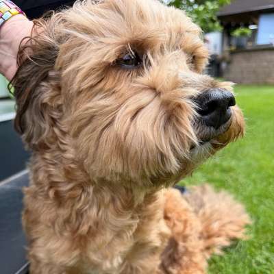 Hundetreffen-Spaziergänge mit Leine 1x in der Woche Nachmittags und Samstags-Bild
