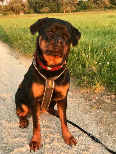 Wo sind denn die ganzen Rottis?-Beitrag-Bild