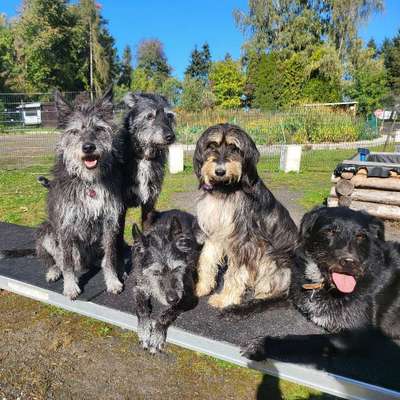 Hundetreffen-Mantrailing