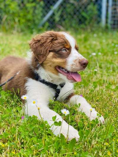 Die Dogorama Monats Challenge "Es grünt und blüht"-Beitrag-Bild