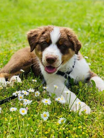 Die Dogorama Monats Challenge "Es grünt und blüht"-Beitrag-Bild