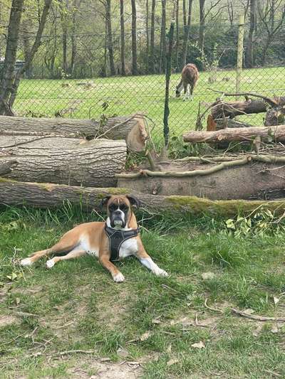 Deutsche Boxer-Beitrag-Bild