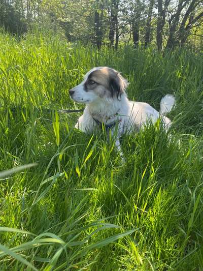 Die Dogorama Monats Challenge "Es grünt und blüht"-Beitrag-Bild