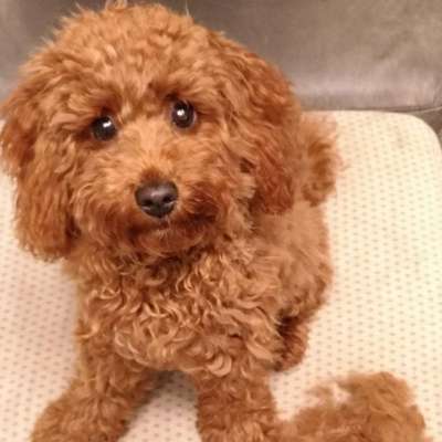 Hundetreffen-Mini-Hündinnen oder kastrierte Rüden zum Spielen gesucht-Bild