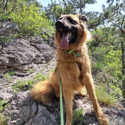 Hundetreffen-Spazieren gehen, Socialwalk, gemeinsame Übungen oder Spielen-Bild