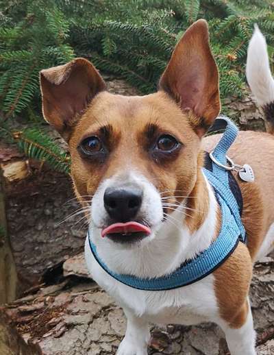 Tongue Out Tuesday-Beitrag-Bild