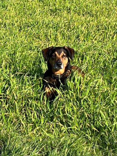 TierschutzhundeStammtisch🐕-Beitrag-Bild