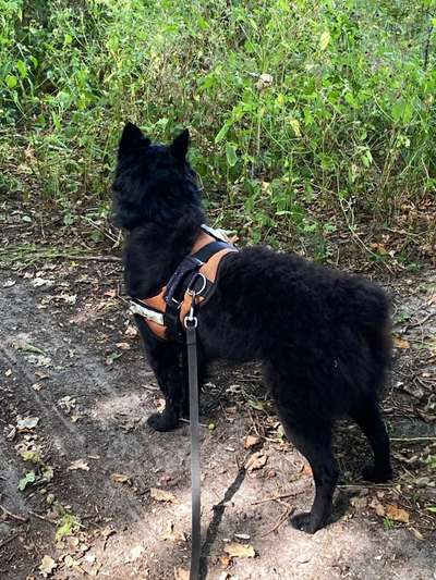 TierschutzhundeStammtisch🐕-Beitrag-Bild