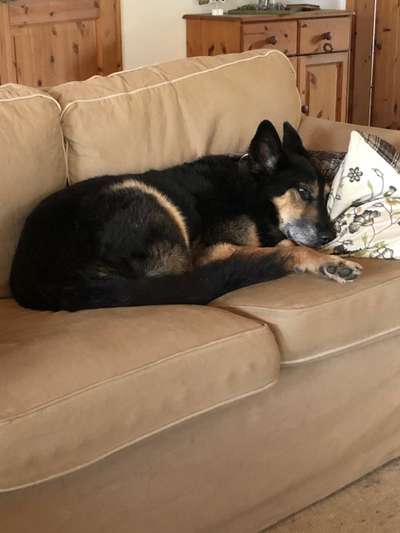 TierschutzhundeStammtisch🐕-Beitrag-Bild