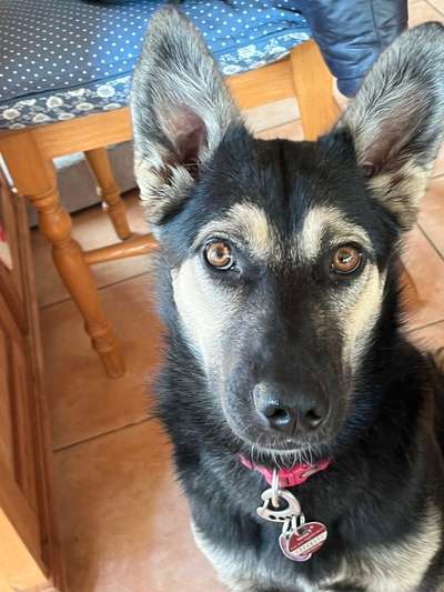 TierschutzhundeStammtisch🐕-Beitrag-Bild