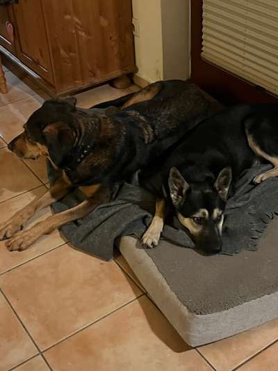 TierschutzhundeStammtisch🐕-Beitrag-Bild