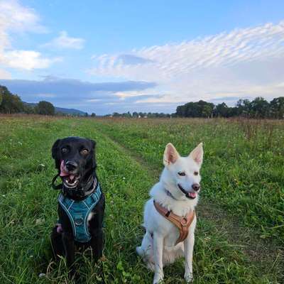 Hundetreffen-Kennenlernen für Hunderunden-Bild