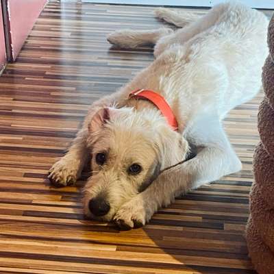 Unangenehme (Hunde)/ Halter-Beitrag-Bild