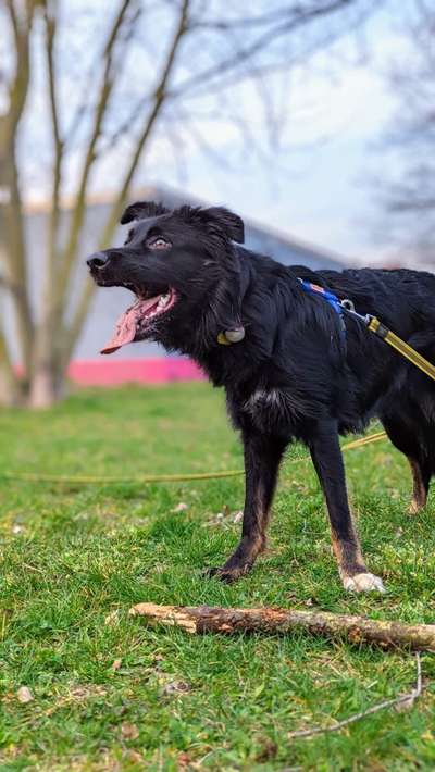 Schäferhund-Beitrag-Bild