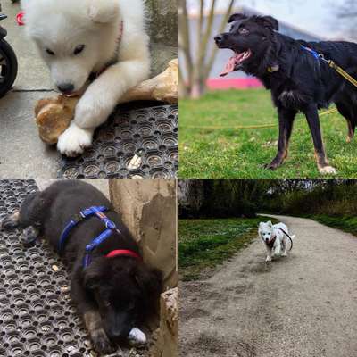 BIG LOVE :) mit 2 Hunden❣️-Beitrag-Bild