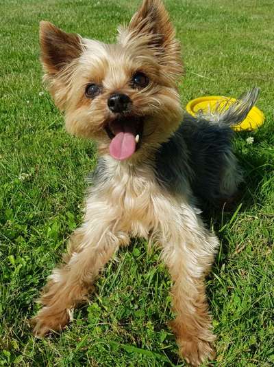 Fotochallenge Nr. 59 - Mein Hund zeigt die Zunge-Beitrag-Bild