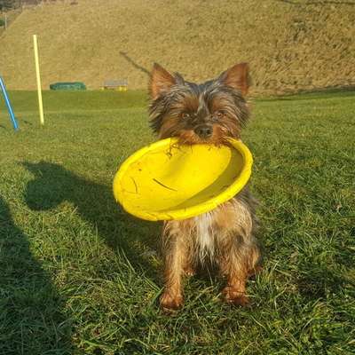 Hundetreffen-Hundekumpels zum Spazieren/Trainieren-Bild